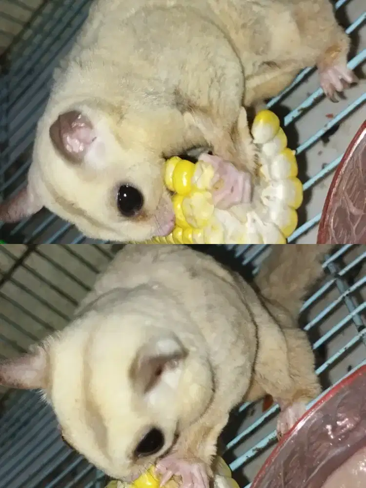 Sugar glider platinum betina jinak