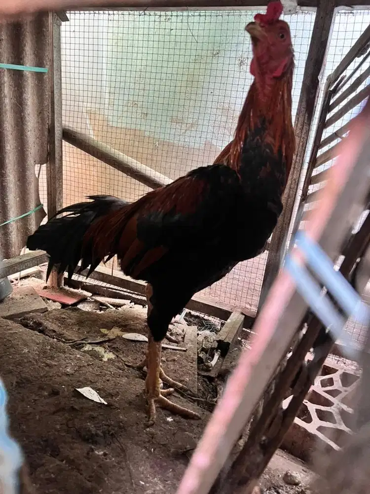 Ayam jago bangkok dan betina