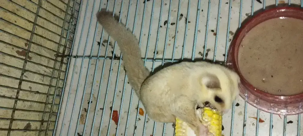 Sugar glider betina platinum