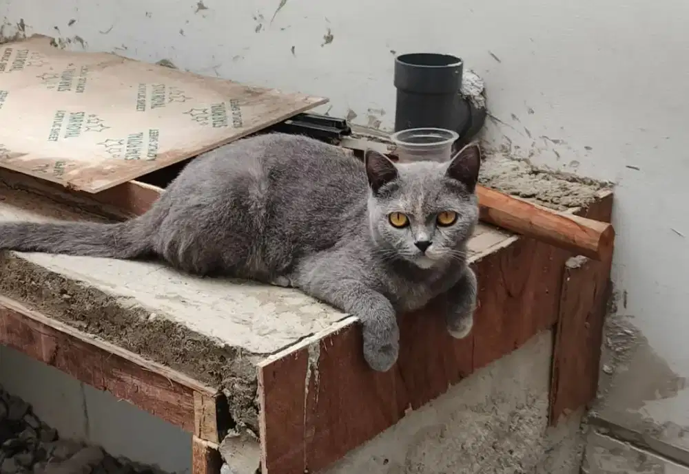 BSH mix blue tortie
