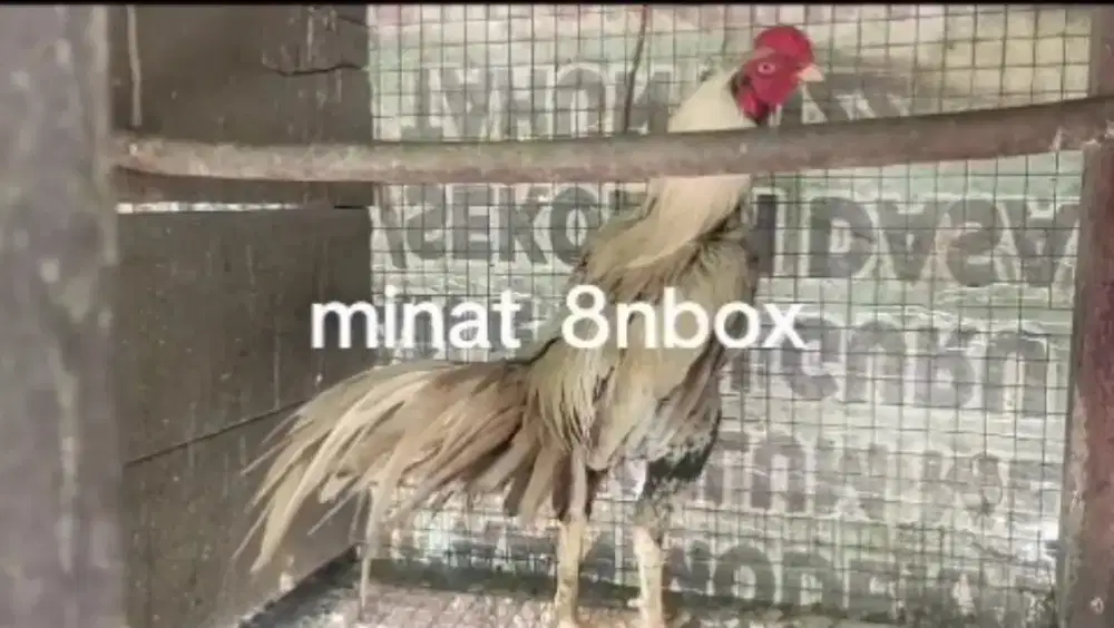 Ekor lidi kopsu super mewah