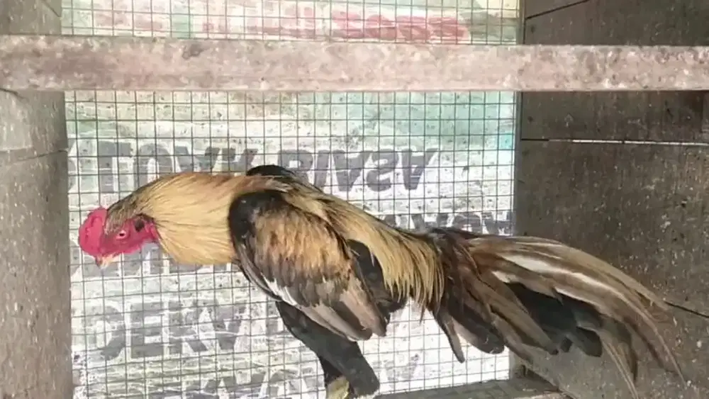 Ekor lidi elid super mewah