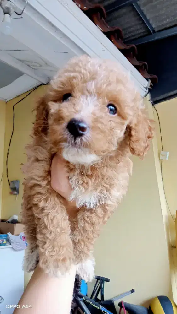 Maltese Poodle Maltepo