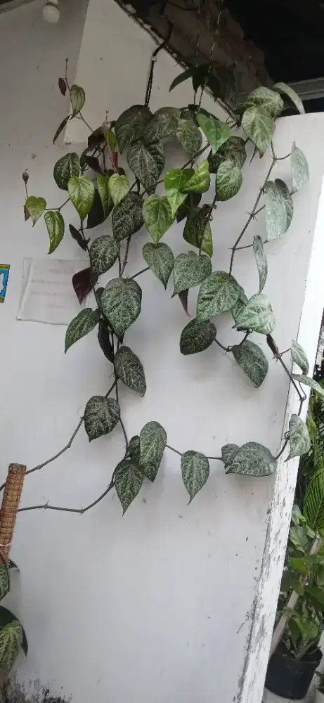 HASIL TANAM KARYA IBU SAYA