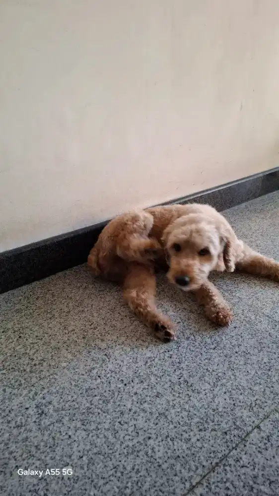 Adopsi Anjing Maltipo Gratis bagi penyayang binatang