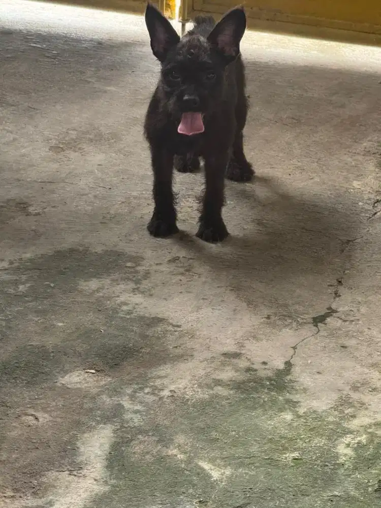 Anjing Mix Frenchie X Poodle