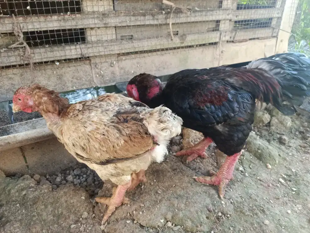 ayam dong tao sepasang gigante birma