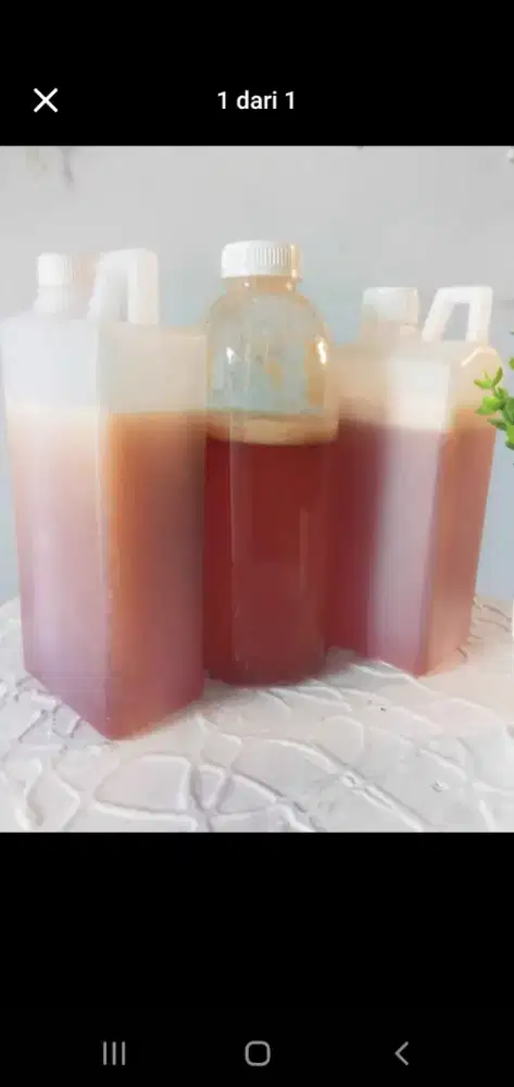 Madu hutan asli