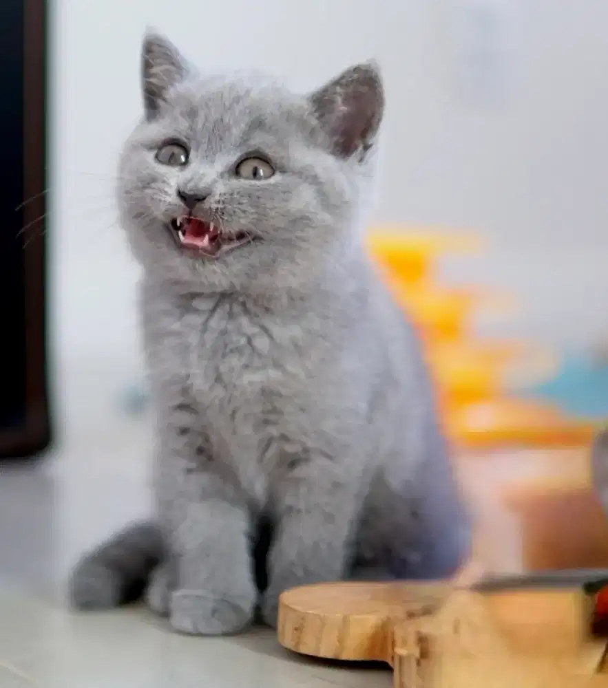 kitten british short hair anakan import
