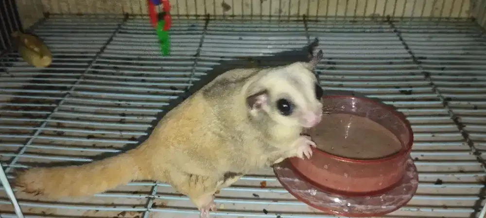Sugar glider platmoz het leu obes