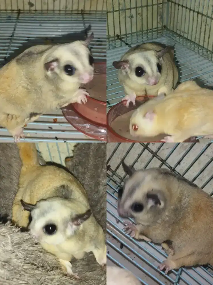 Sugar glider platmoz het leu obes