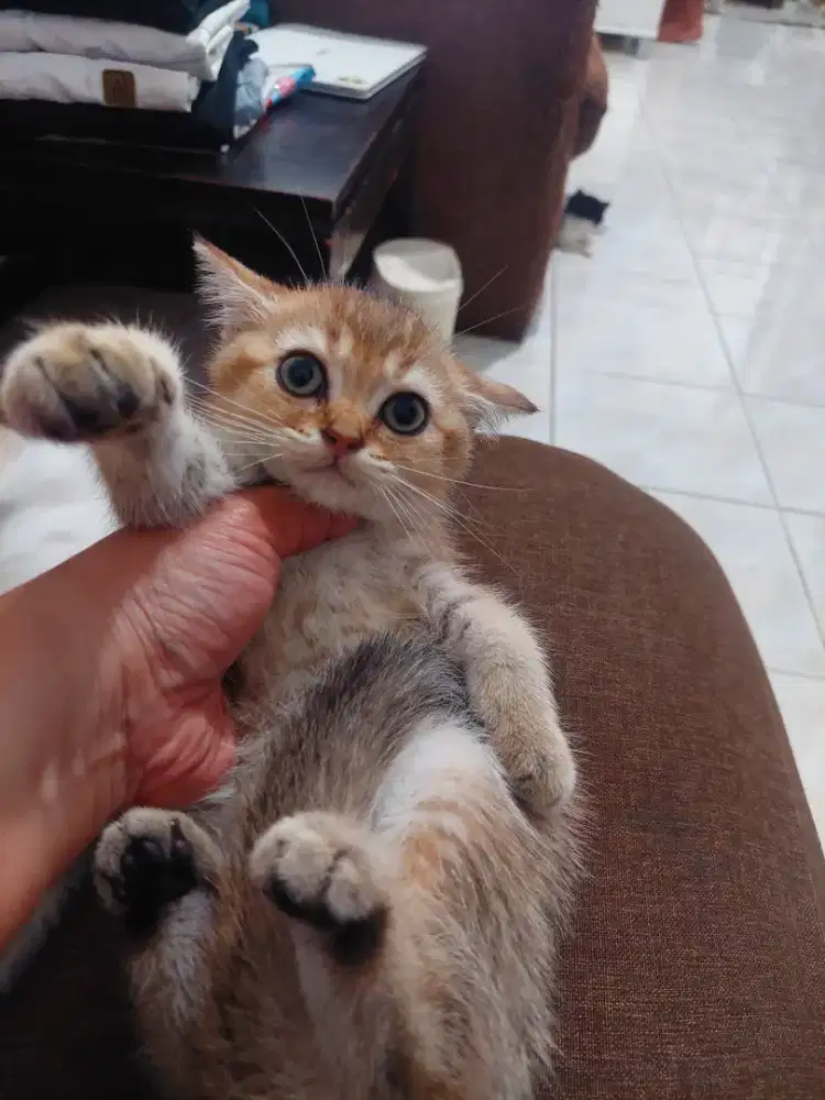Bsh golden 2,5 bulan betina