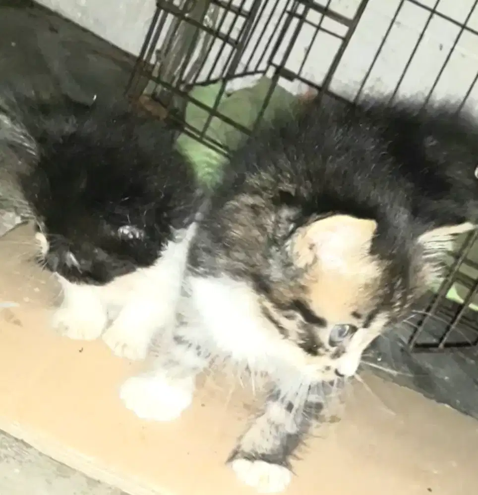Munchkin jantan 1'5 bulan...