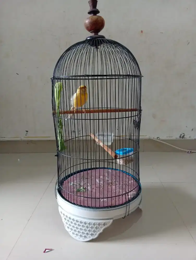Kenari F1ys Big