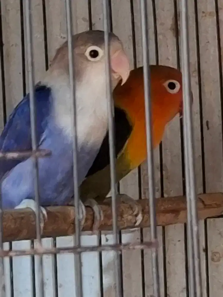 Lovebird epasang induk