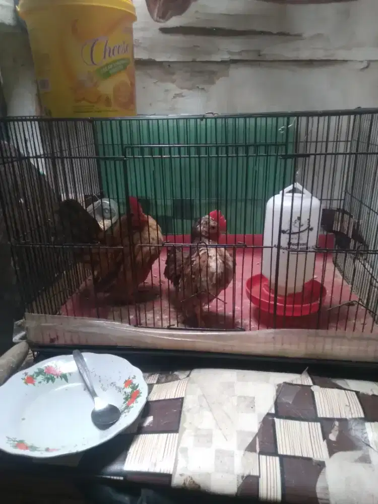 Ayam cimani dua pasang