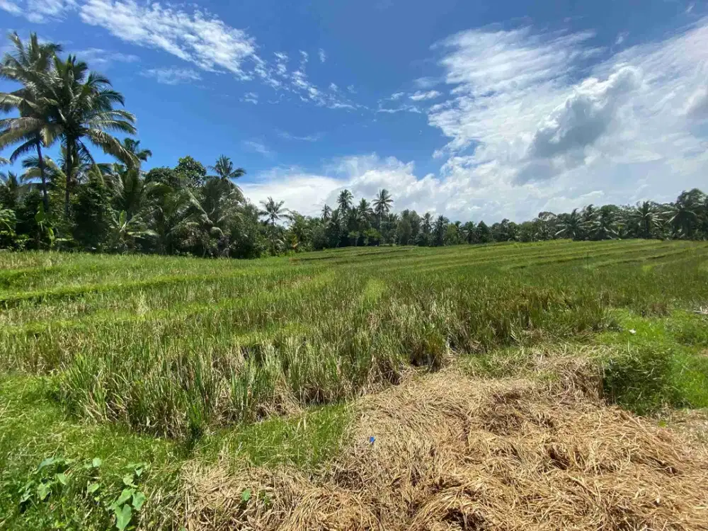 Dijual Tanah View Sawah dan Hutan Wanagiri Selemadeg Tabanan Bali