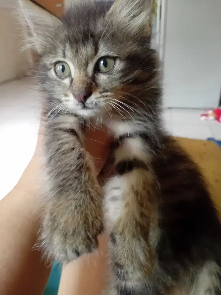 Kitten Persia longhair umur 2, 5 bln sehat