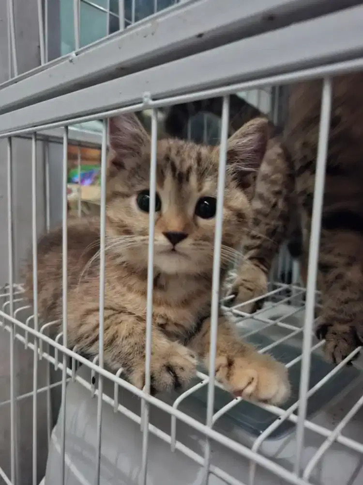 British shorthair mix Scotish straight