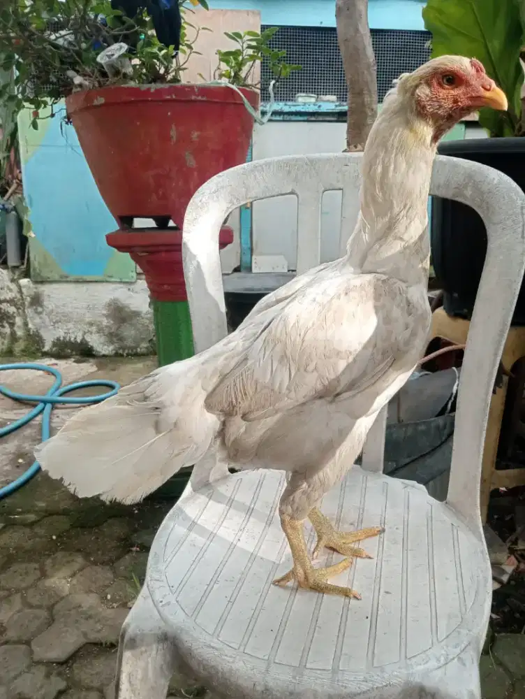 Ayam Bangkok putih ada hitamnya postur tinggi