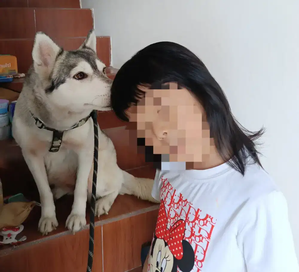 Husky Betina Ramah dan penyayang anak-anak