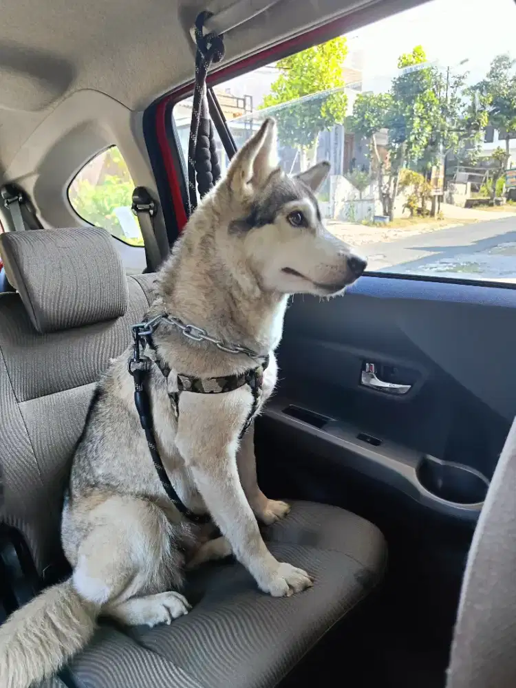 Husky Betina 1Tahun Pinter, Penurut, Sabar