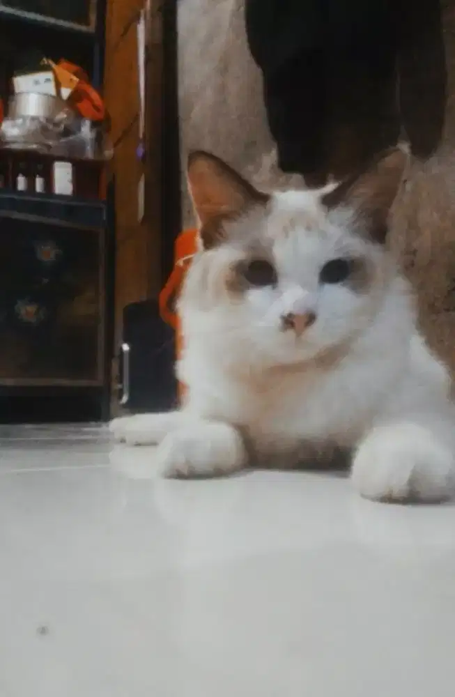 Himalaya Midoll Jantan