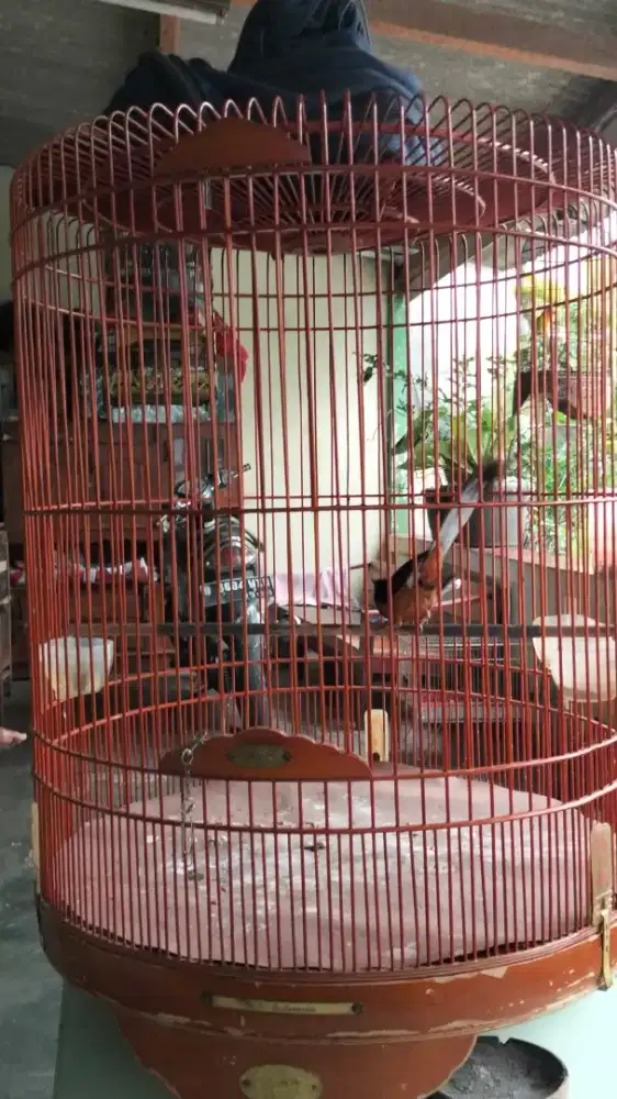 Murai batu ternakan