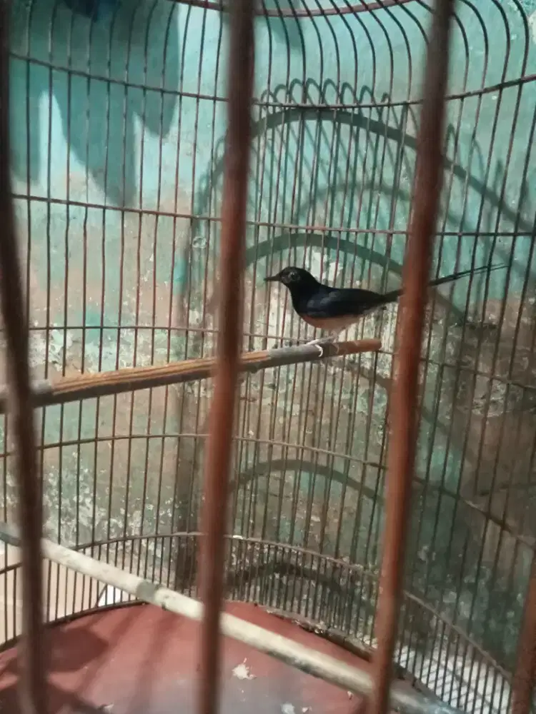 Burung Murai MH Jantan