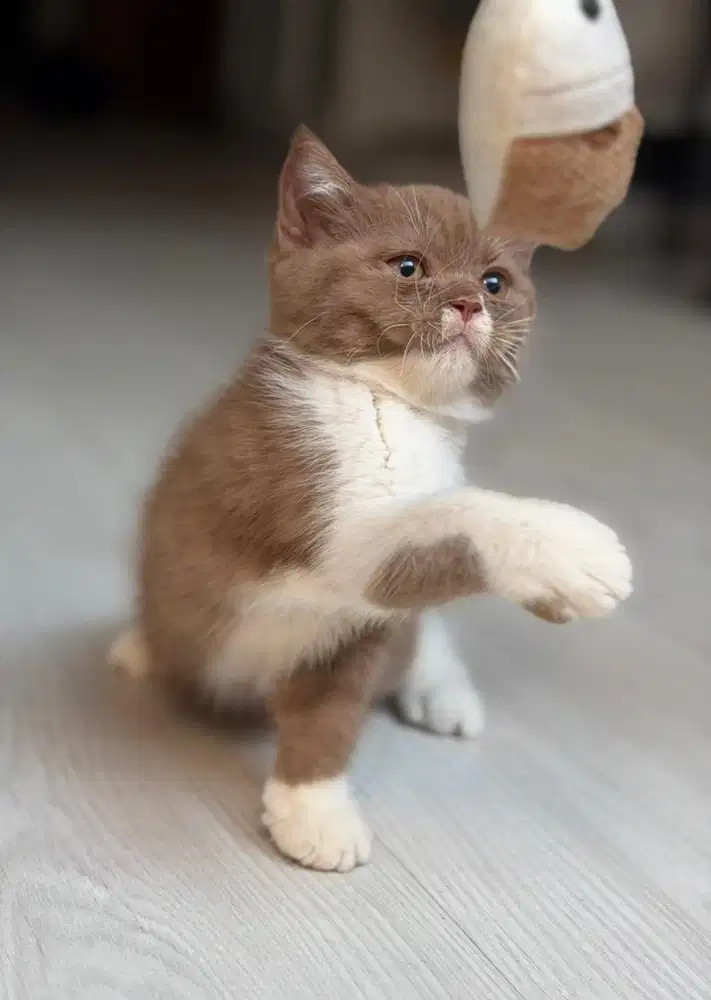 BRITISH SHORTHAIR CINNAMON / BSH CINNAMON