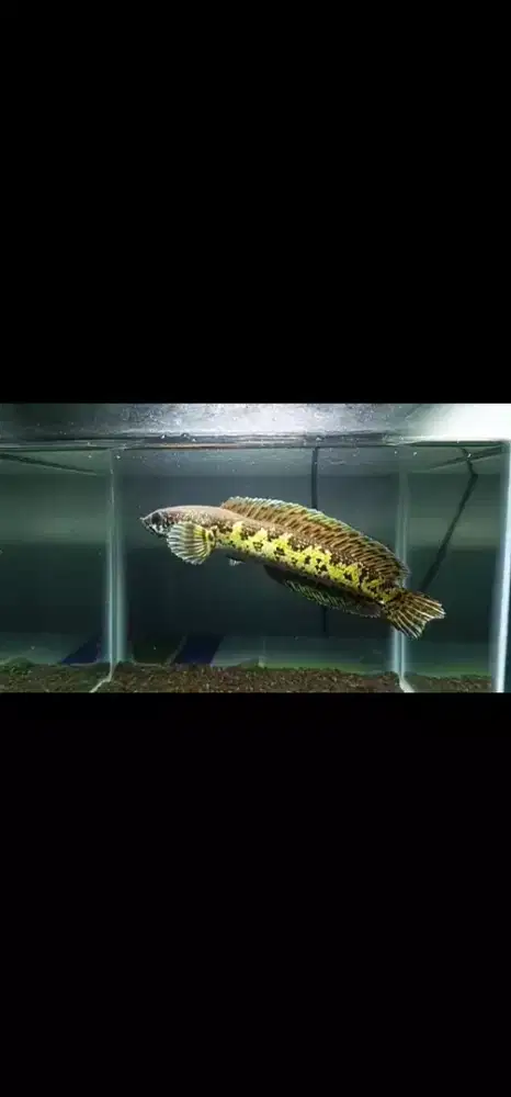 Ikan hias Channa Auranti cakep size -+17 cm up