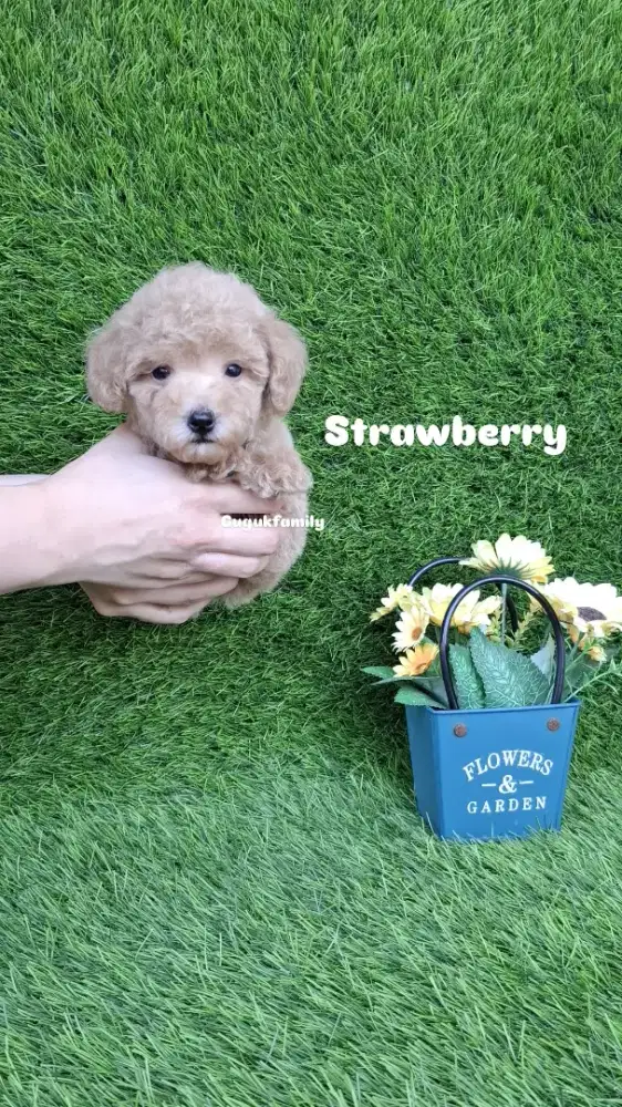 Toy Poodle Betina