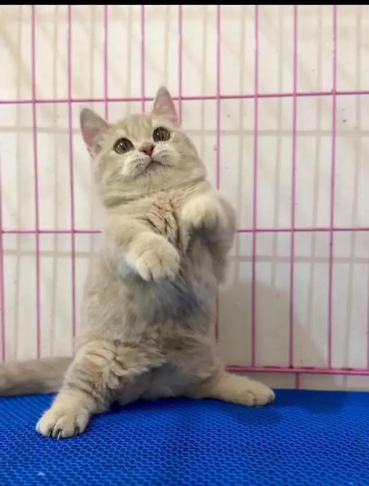 Bsh munchkin lilac
