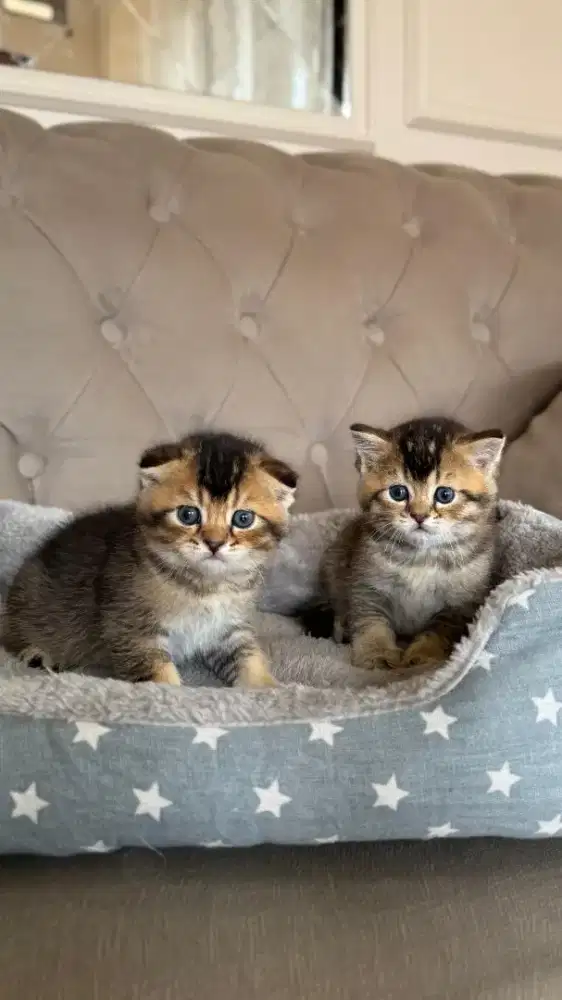 scottish fold dan scottish straight jantan golden black