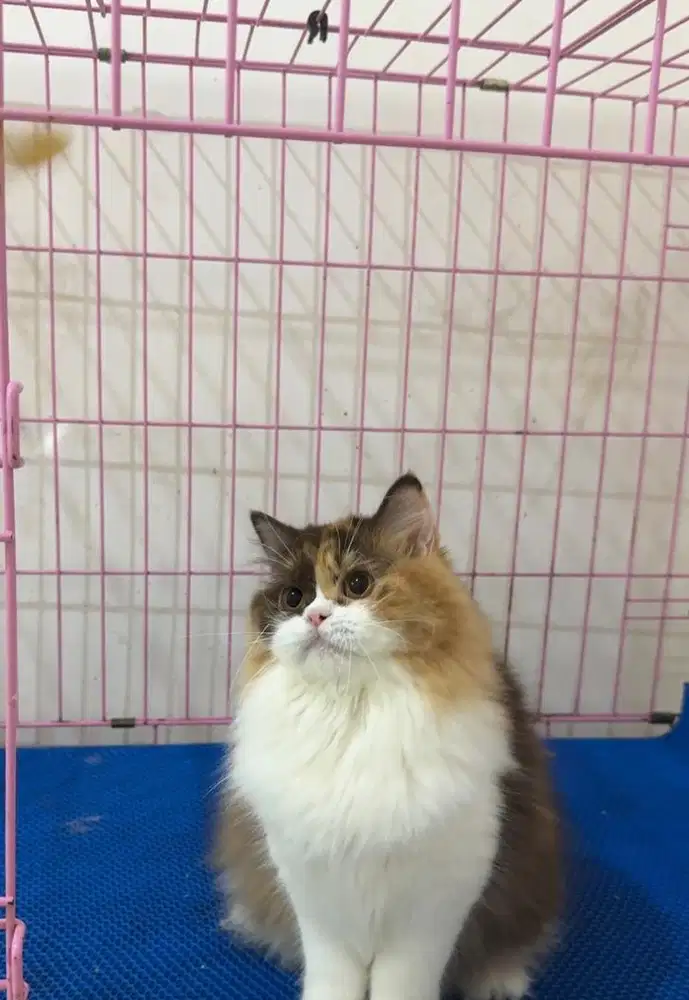 Blh calico choco