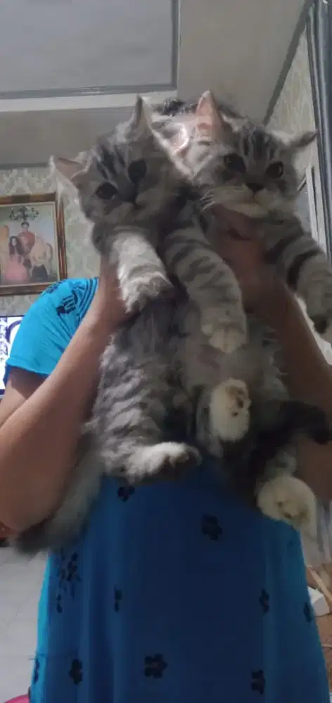 3 Kucing Persia umur 3 bln