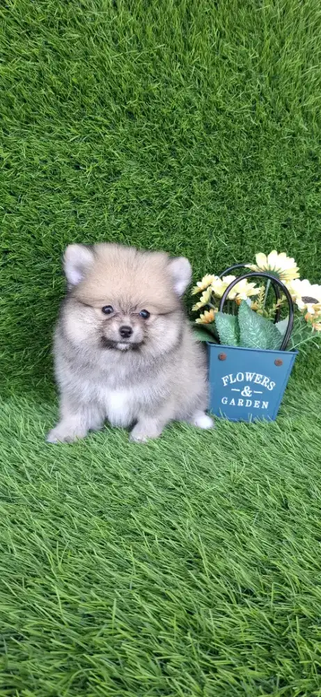 Supermini Pom (pomeranian)