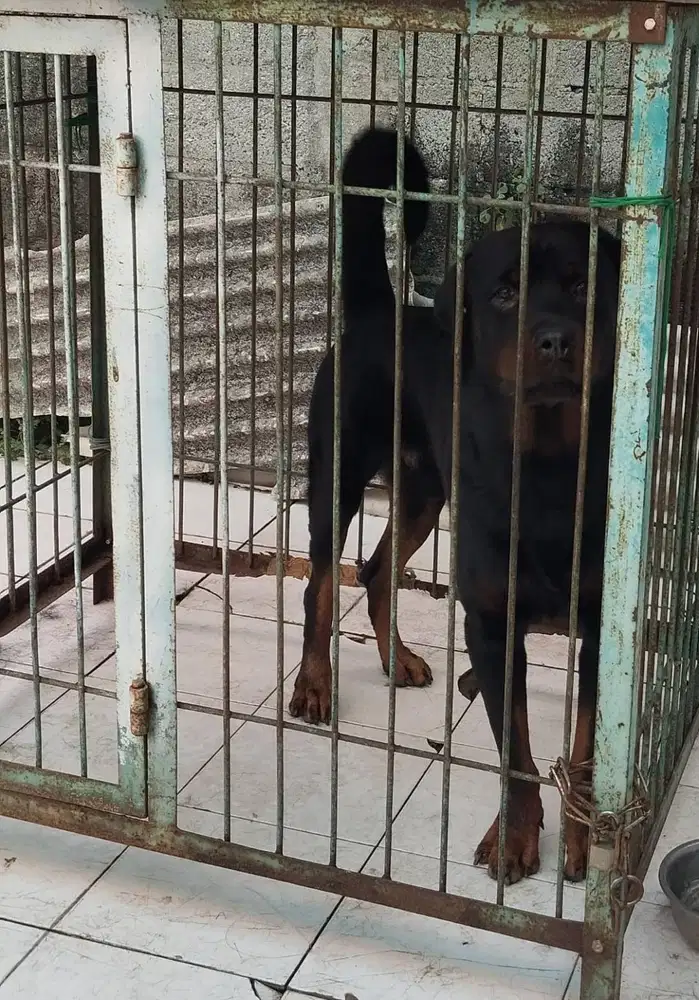 dijual Anjing Rottweiler