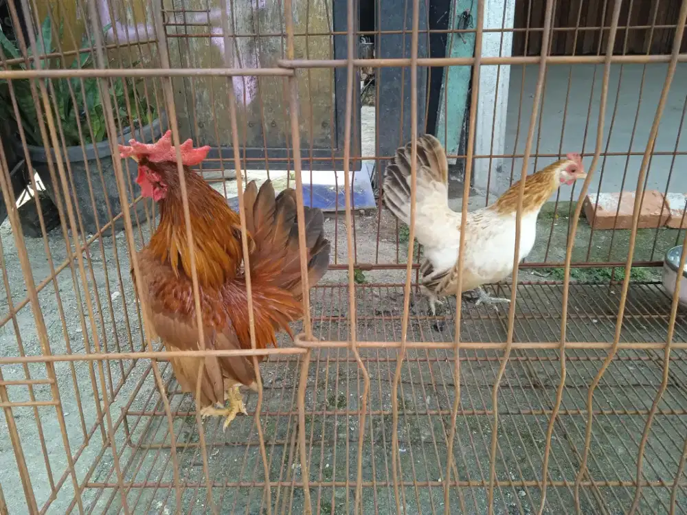Sepasang ayam Kate serama sehat dan lucu