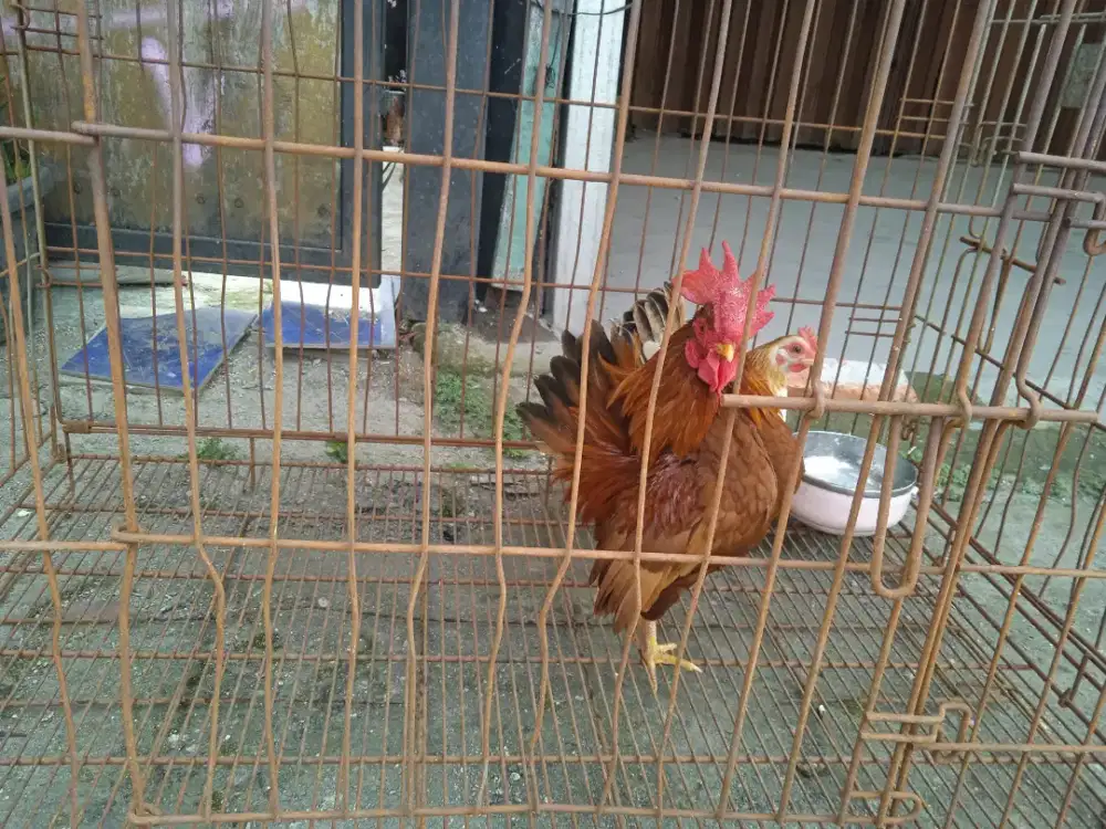 Ayam Kate serama sehat dan lucu