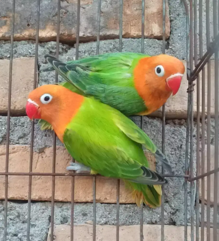 Sepasang lovebird cantik