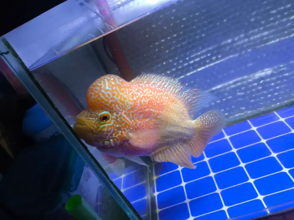 Louhan GB x Kamfa 15 cm