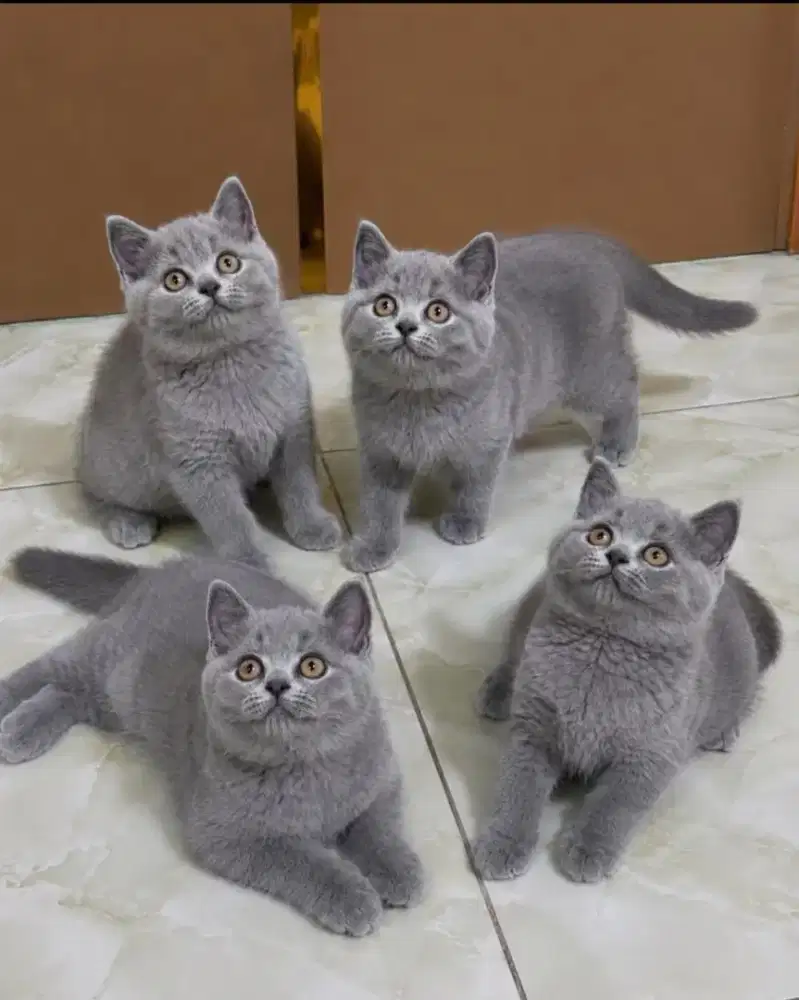 British shorthair blue