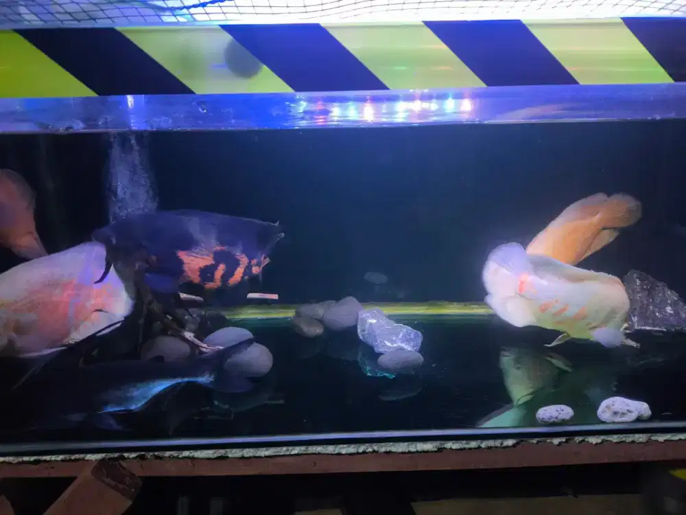 Oscar albino & oscar red Tiger