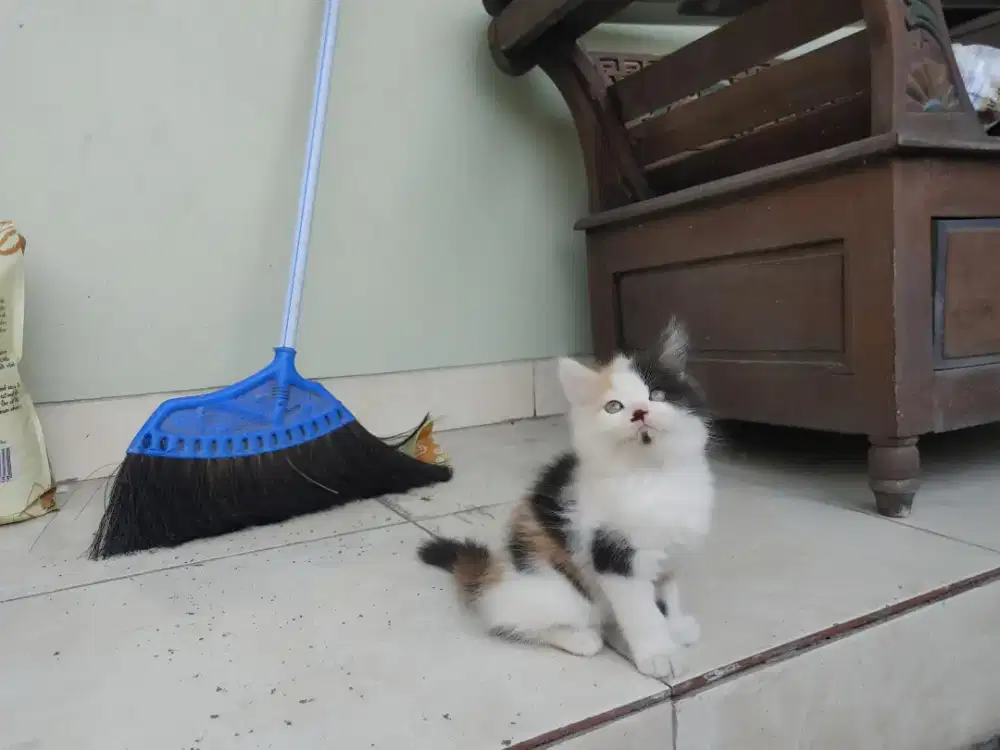 Kucing kitten persia mix mainecoon / anggora / himalaya / peaknose