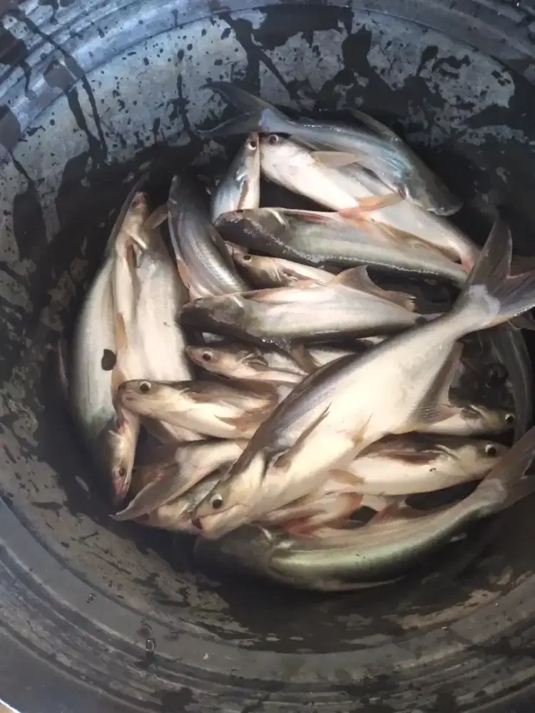 Ikan patin fresh langsung dri kolam
