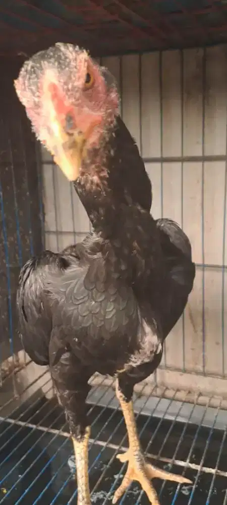 Ayam bangkok betina
