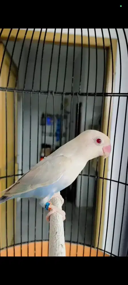 Lovebird pf blue