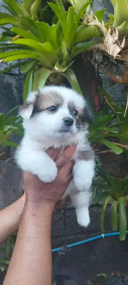 Pembroke welsh corgi