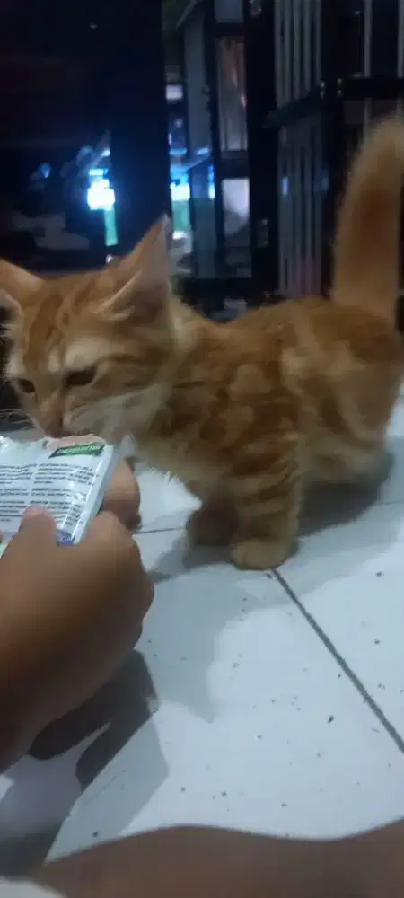 KUCING MUNCHKIN